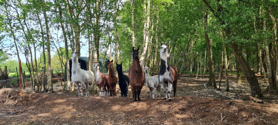 alle Wollis