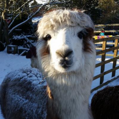 Aladin von der kleinen Wunderwiese im Schnee