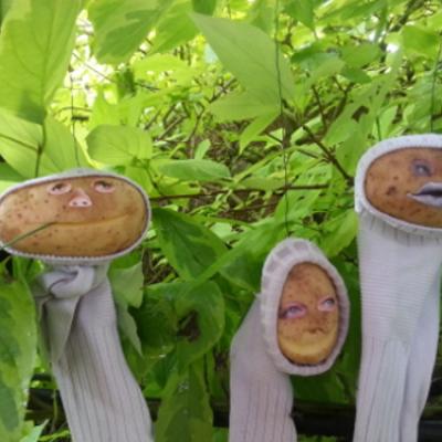 Kartoffeln mit Gesichtern